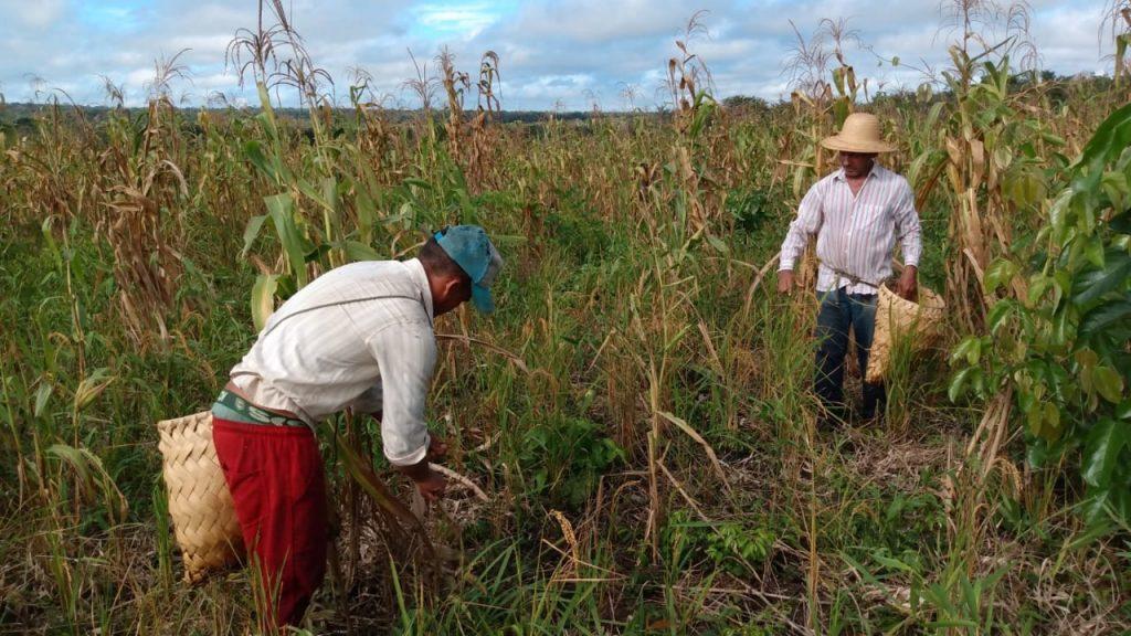 Radar das Queimadas no Cerrado: mais de 18% das queimadas do país em agosto foram registradas no Cerrado